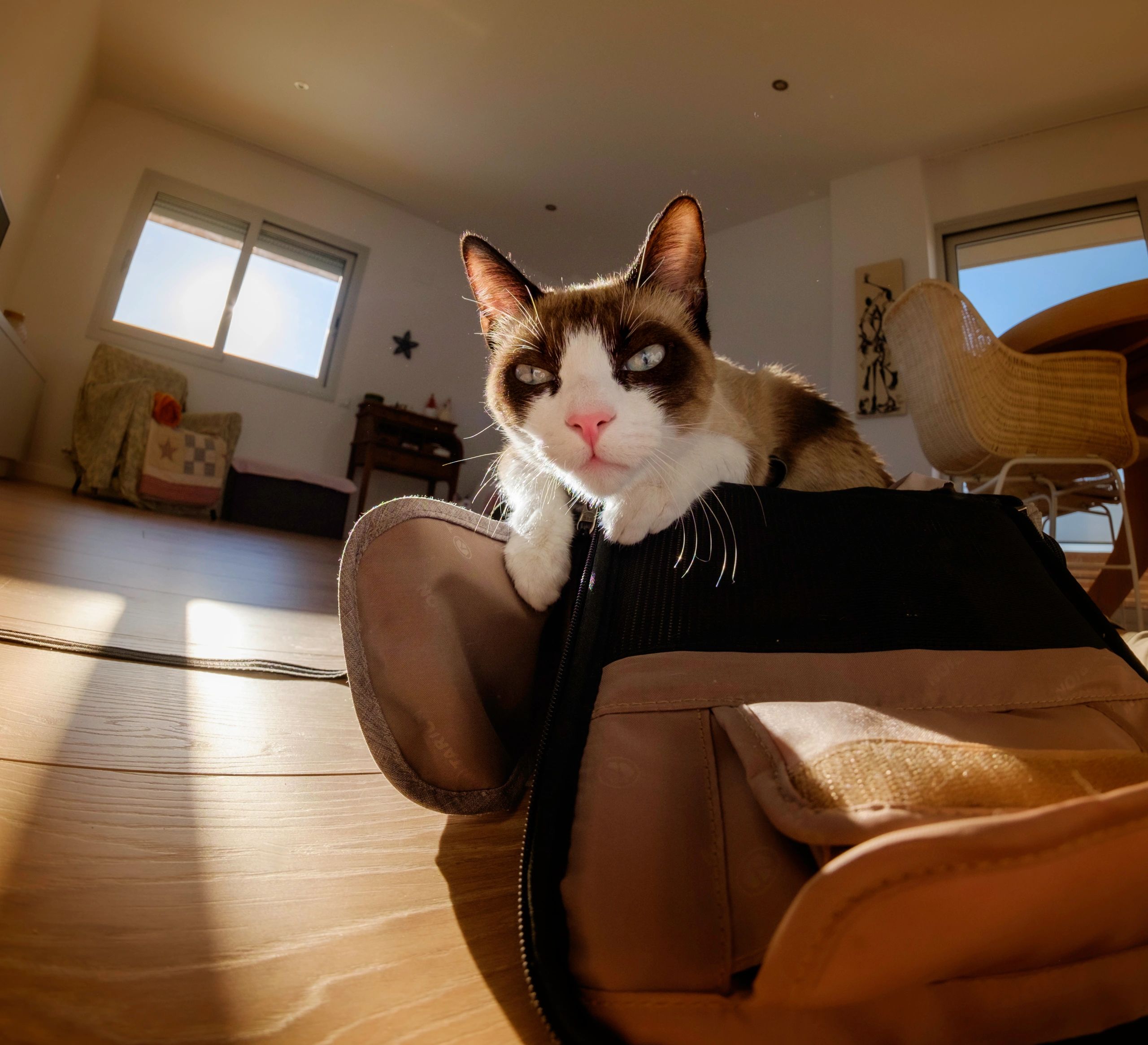 Playful kitten with a handbag suggesting pet travel essentials