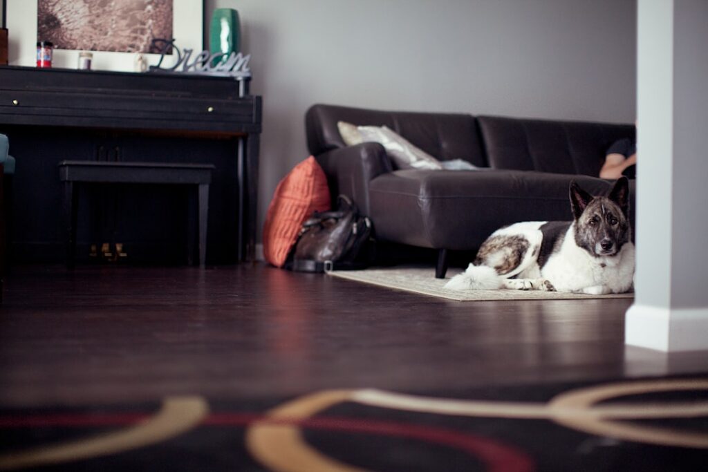Where Should You Put a Dog Bed in a Well-Designed Living Room?