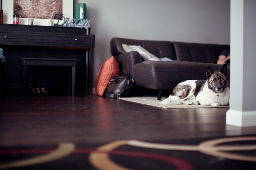 Where Should You Put a Dog Bed in a Well-Designed Living Room?