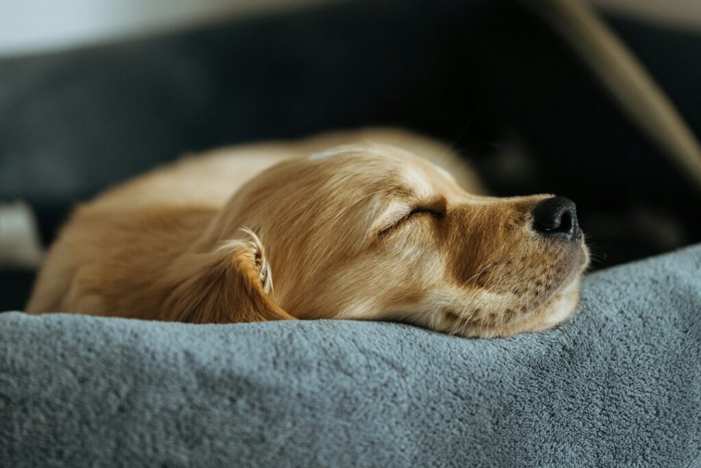 Best Dog Beds for Living Rooms That Don’t Look Like Dog Beds