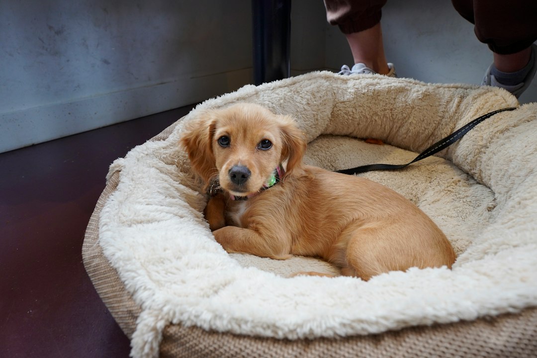 Dog resting on a bed in a shared indoor space, illustrating how a dedicated resting space works